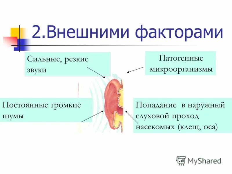 Сильные резкие звуки. Попадание в наружный слуховой проход насекомых (клещ, Оса). Слуховые отверстия насекомых.