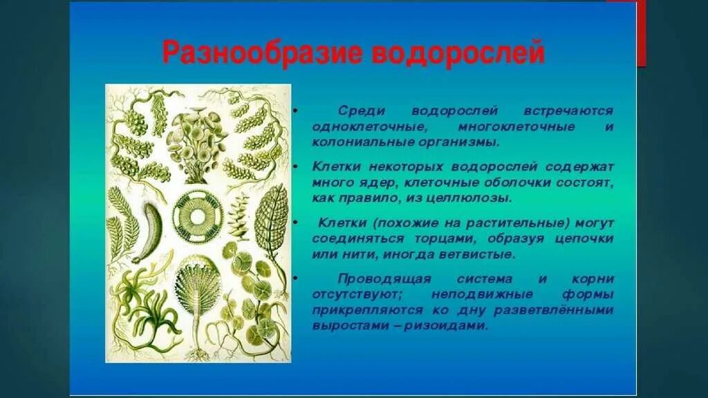 Проект на тему биология водоросли 7 класс ТЕМА:МНОГОКЛЕТОЧНЫЕ ВОДОРОСЛИ Учитель биологии МКОУ "Илирская СОШ № 1" Киселёва
