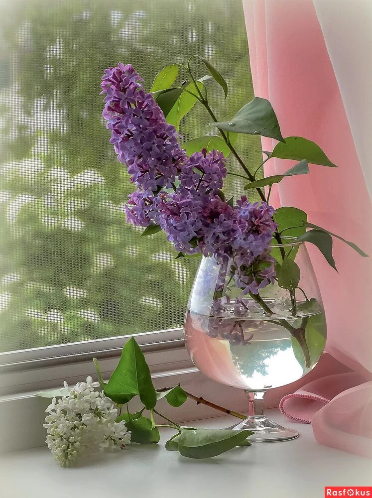 одинокая ветка ветка сирени. стою одинокой веткой сирени. веточка сирени. сирень одинокая ветка сирени. стою одинокой веткой сирени.