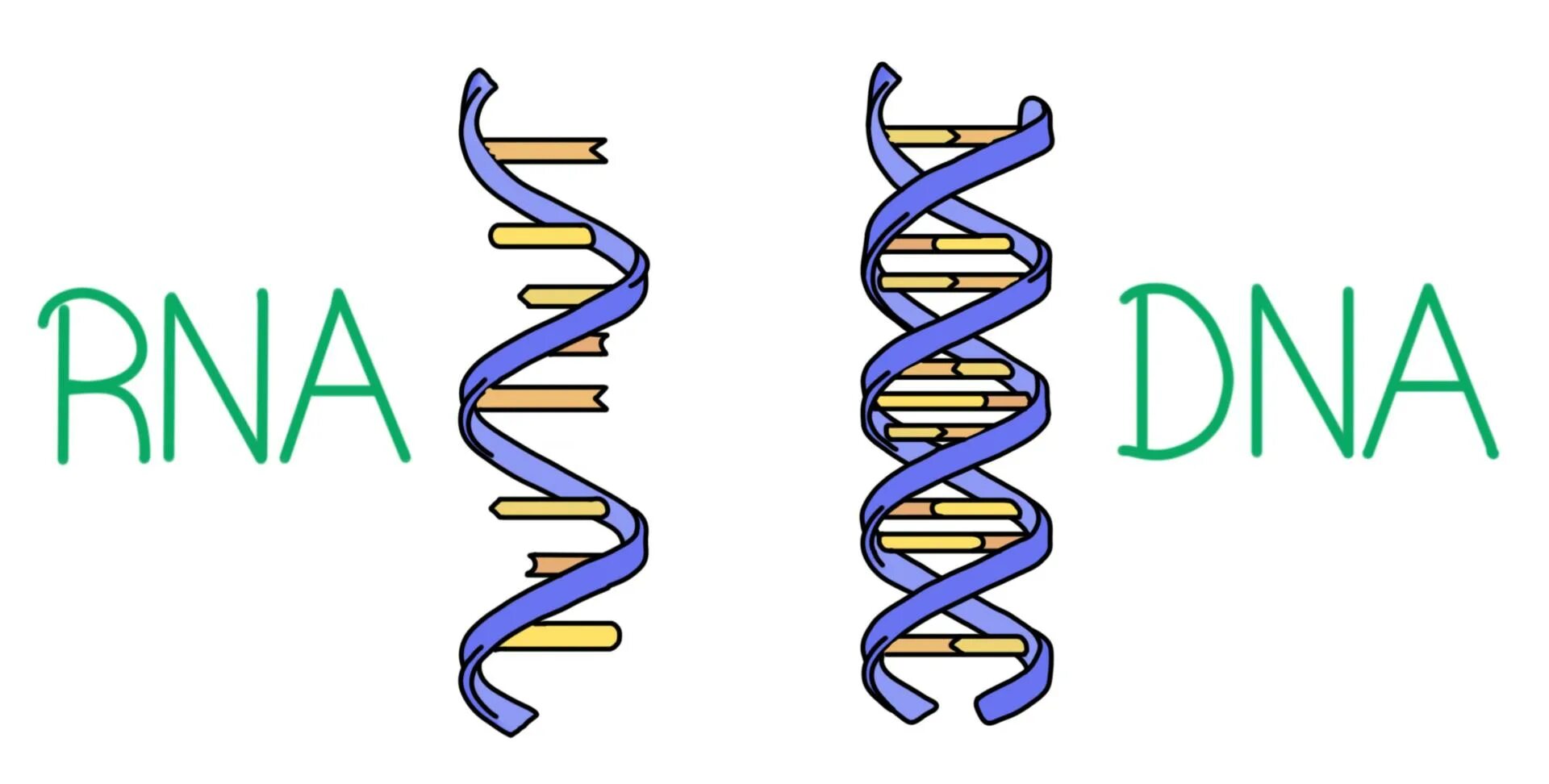 DNA vs RNA. ДНК И РНК. ДНК И РНК рисунок. ДНК РНК изображение.