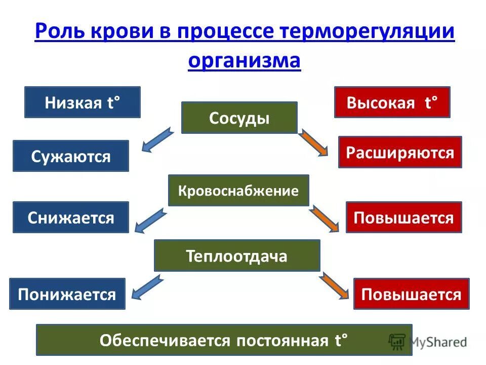 участвует в терморегуляции кожа. роль кожи в процессах терморегуляции. участвует в терморегуляции кожа. структуры кожи участвующие в терморегуляции. рлдь кожи в терморегуляции.