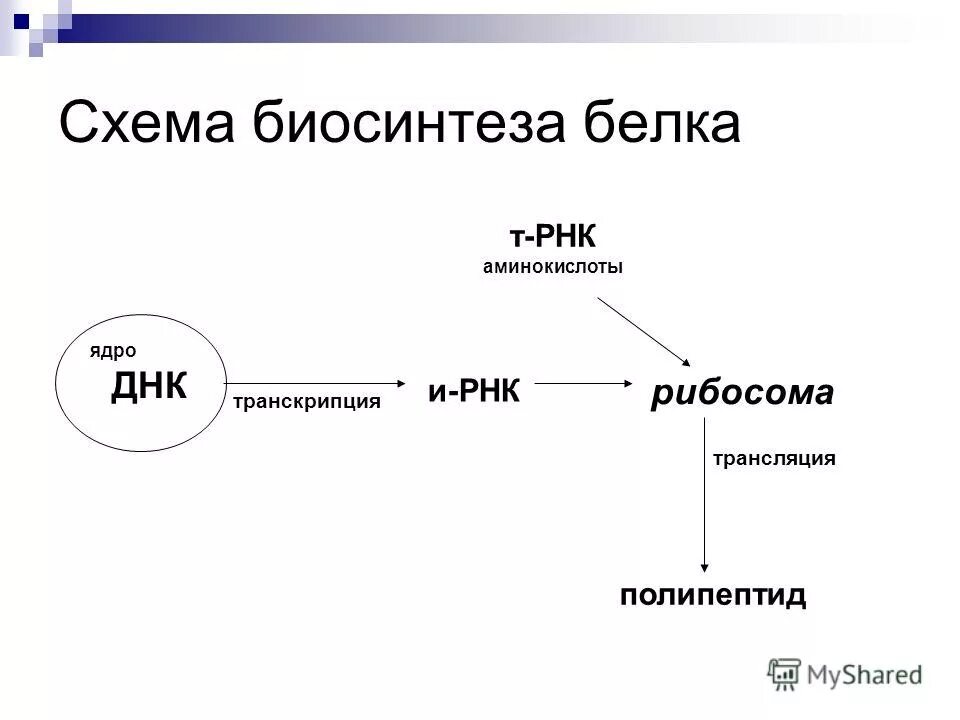 Транспорт аминокислот рнк