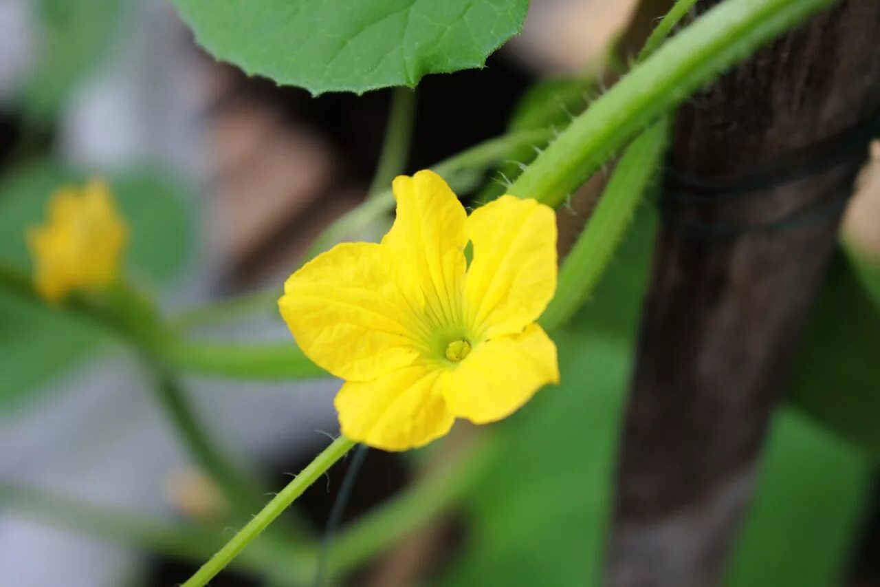 дыня цветки. дыня цветение. цветок дыни. канталупа (растение) бахчевые культуры. дыня цветет.