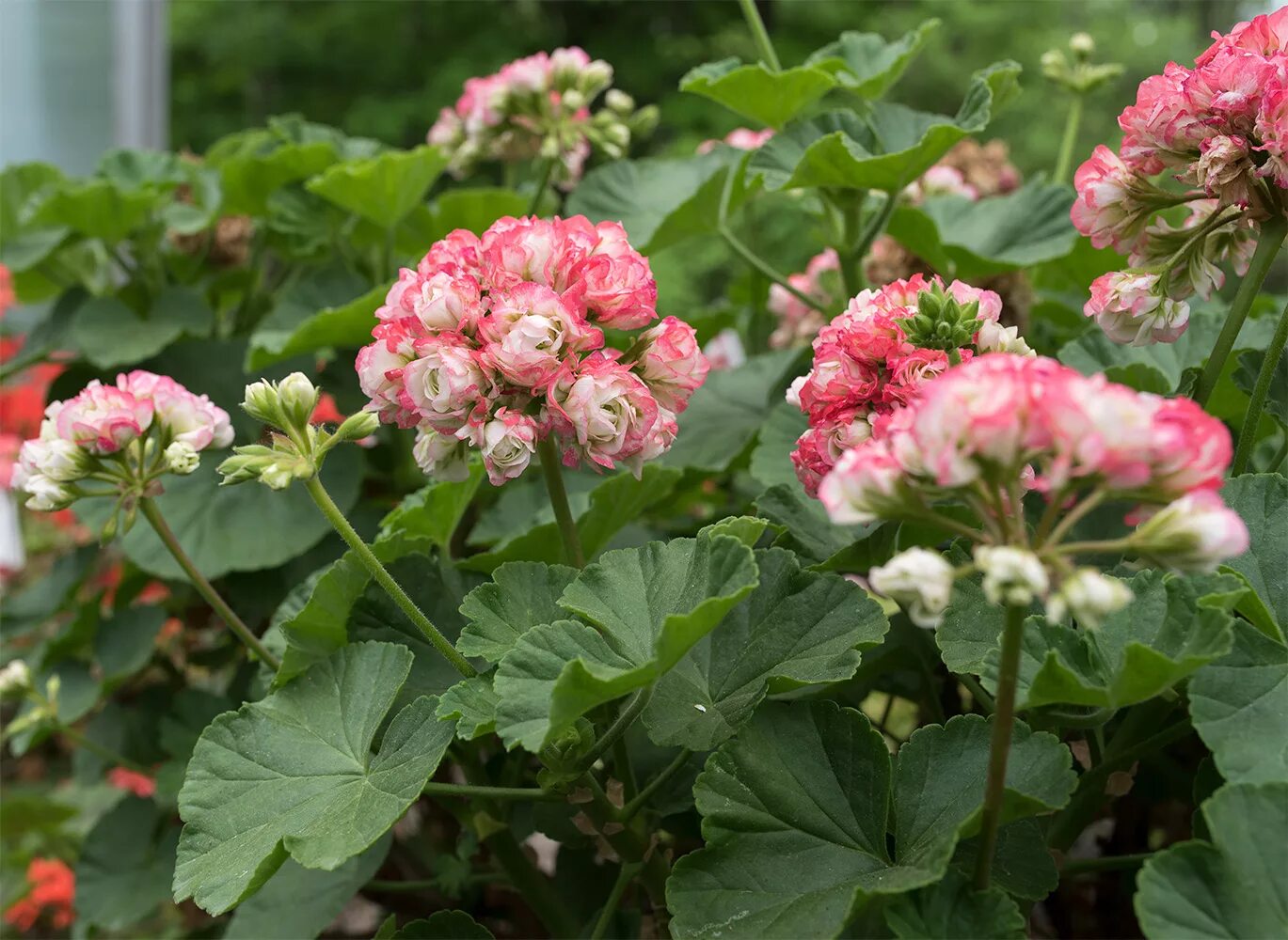 Пеларгония Appleblossom Rosebud. Пеларгония Эппл блоссом розебуд. Герань Эппл блоссом. Пеларгония Happy Appleblossom.