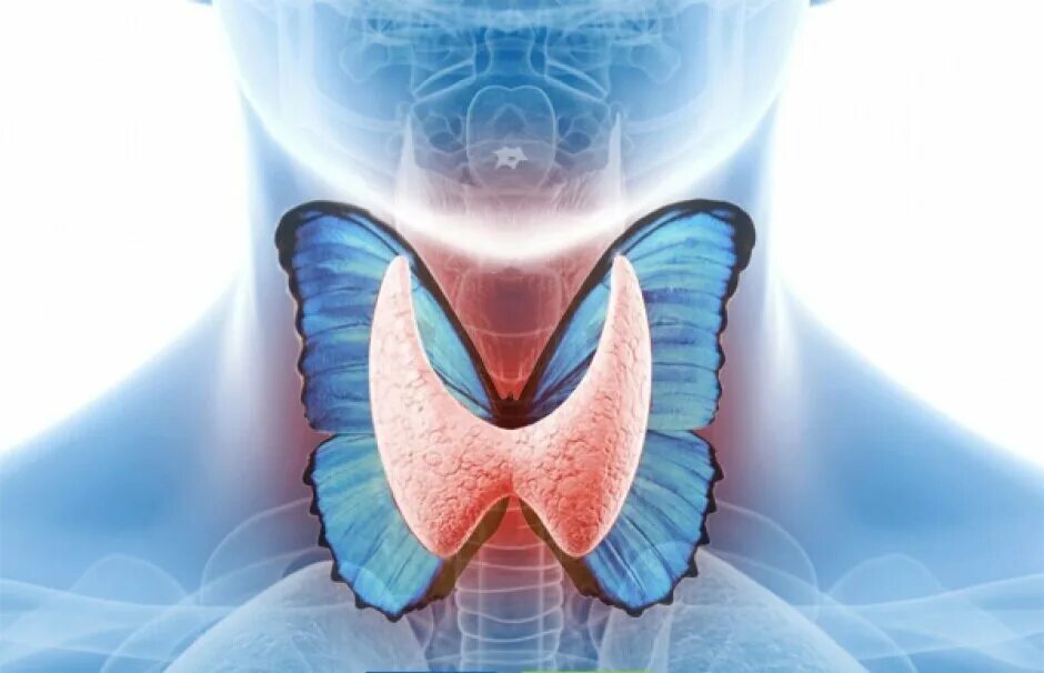 Эндокринология 2023. Щитовидка бабочка. Щитовидка в виде бабочки. Щитовидная железа картинки.