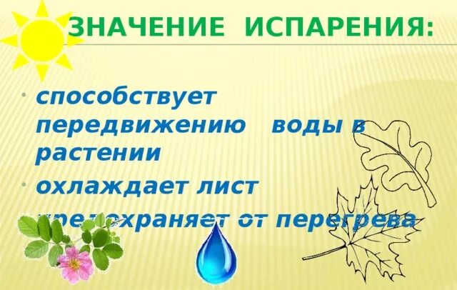 Испарение воды растениями листопад 6. Испарение воды листьями листопад. Значение испарения. Значение испарения для растений. Испарение воды растениями 6 класс кратко