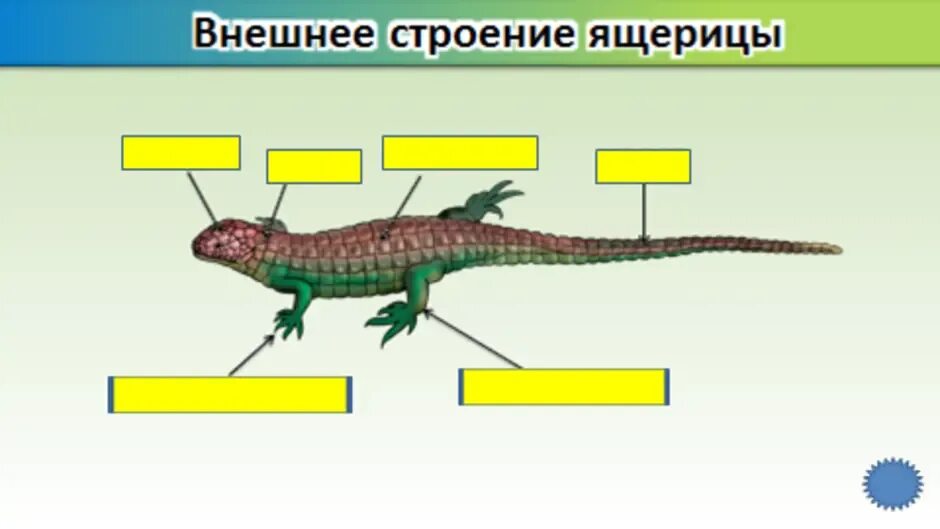 Строение ящерицы 7 класс. Внешнее строение прыткой ящерицы. Строение прыткой ящерицы. Внешнее строение ящерицы прыткой скелет. Внешнее строение ящерицы схема.