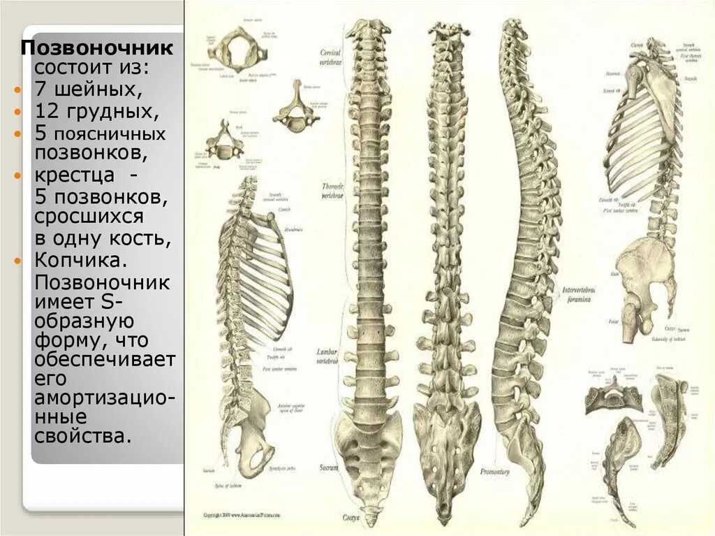 5 Поясничный позвонок. Позвоночник состоит из шейных грудных. Сросшиеся позвонки поясницы. Сросшиеся позвонки в поясничном отделе.