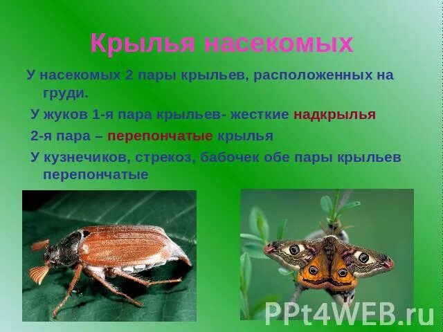 Кожистые Крылья у насекомых. Кожистые надкрылья у насекомых. Перепончатые Крылья у насекомых. Перепончатые Крылья Жуков. Насекомые сходства и различия