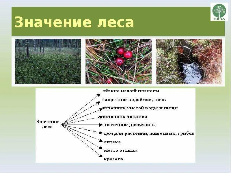 Значение леса в природе. Значение леса в природе