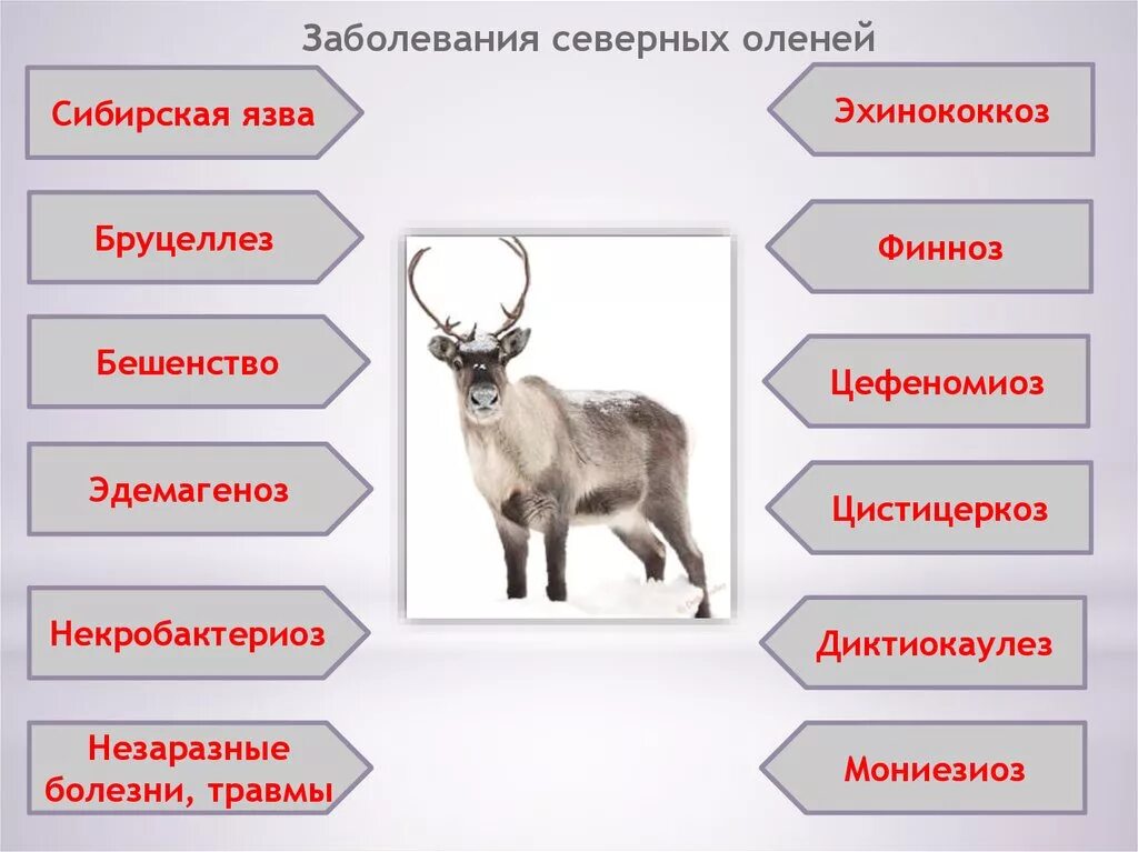 Некробактериоз северных оленей. Болезни северных оленей. Бруцеллез северных оленей. Эдемагеноз и цефеномиоз северных оленей. Комплексная работа северный олень