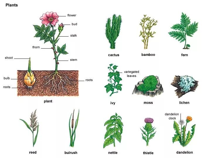 Garden перевод на русский. Растения на английском языке. Название частей трав. Разновидности растений. Растения перечисления.