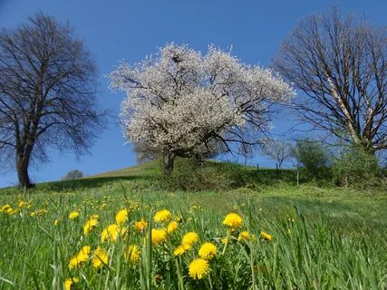 May tree