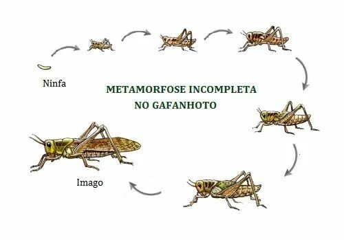 Метаморфоз кузнечика. Скорпион рождается с метаморфозом. Коза метаморфозом. Metamorphosis Grasshopper. В чем преимущество развития с метаморфозом