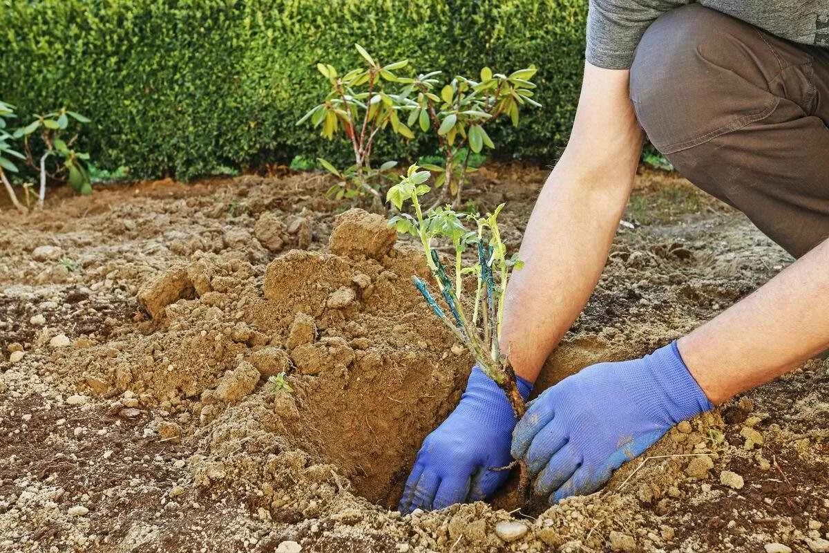 Когда можно высаживать розы в грунт весной. Посадка роз. Посадка розы в грунт. Посадка роз весной. Высадка роз весной.