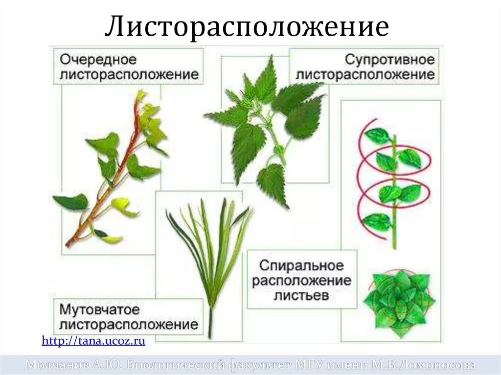 Тип расположения. Типы листорасположения на побегах. листорасположение клевера гибридного. таволга листорасположение. тип листорасположения у клёна.