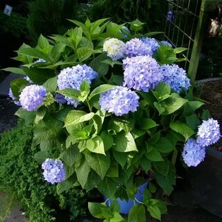 Крупнолистная бесконечное лето