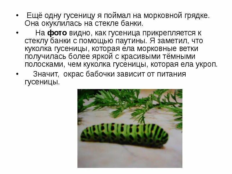 Гусеница значение. Сообщение о гусенице. гусеница описание. гусеница описание для детей. гусеница доклад 3 класс.