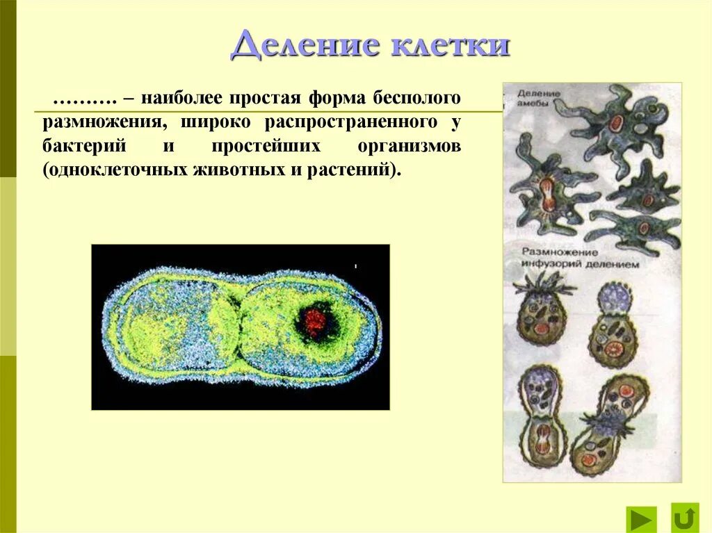 Тип деления клетки в бесполом размножении. Виды размножения деление клеток. Бесполое размножение деление клетки. Размножение делением клетки. Размножается путем деления