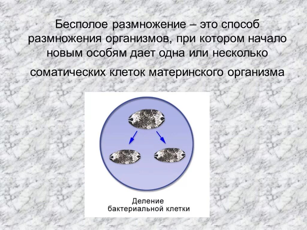 Деление лежащие в основе бесполого размножения. Бесполое размножение. Размножение это в биологии. Процесс размножения соматических клеток организмов. Бесполое размножение клетки.