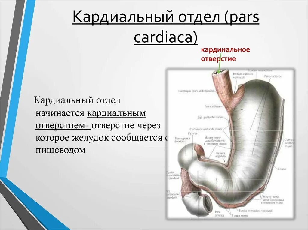 Кардиальный латынь. Кардиальный отдел желудка. Кардиальное отверстие желудка. Кардиальное отверстие желудка латынь. Кардиальное отверстие желудка на латинском.