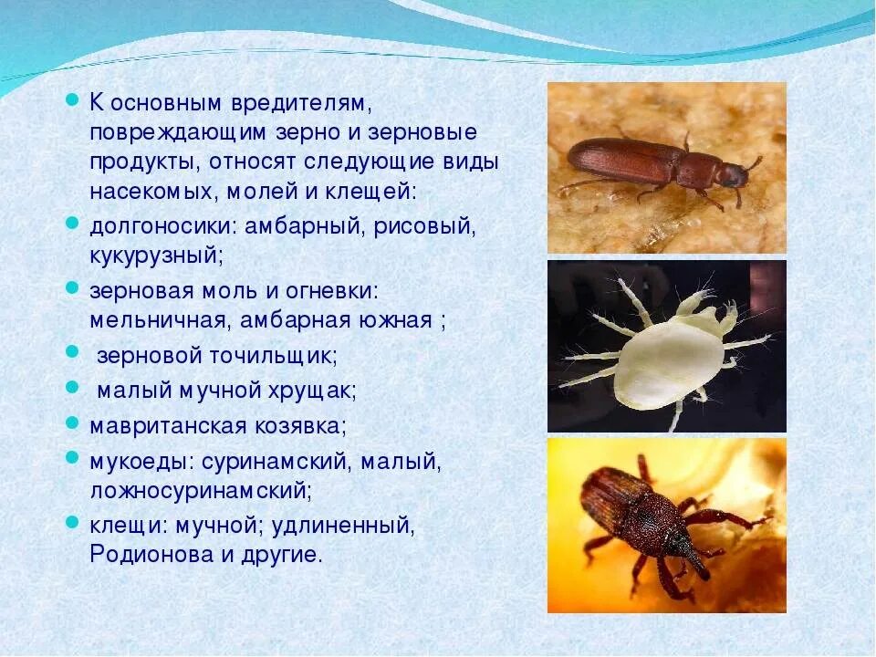 Распространенные виды насекомых