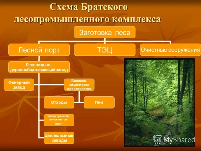 Три группы лесов