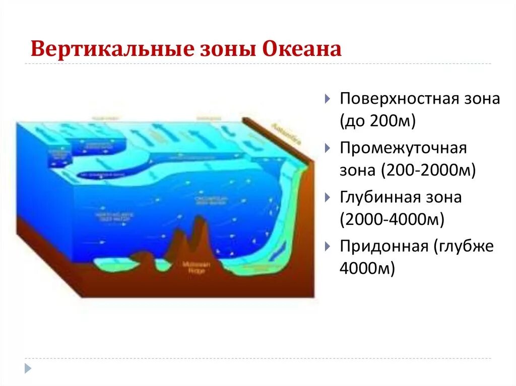 Географические зоны океана. Зоны мирового океана. Вертикальные зоны океана. Вертикальная зональность мирового океана. Глубинная зона.