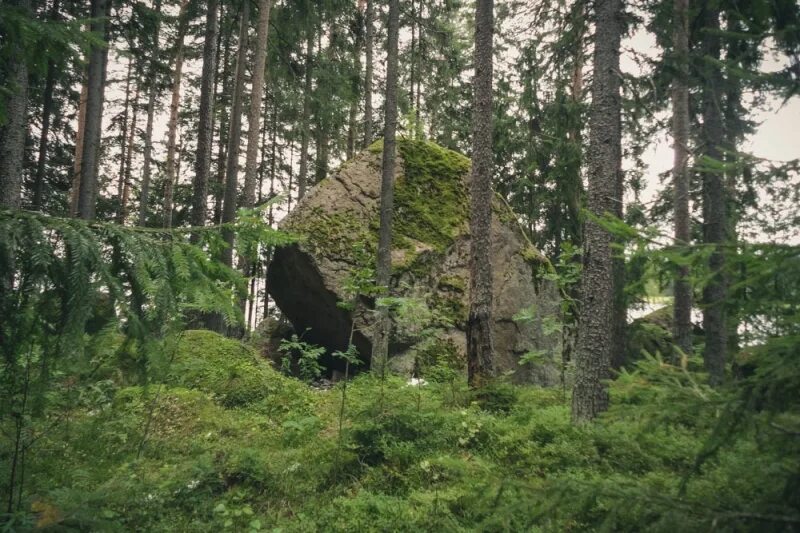 Заказник Кивипарк Выборг. Киви парк Выборг. Киви парк Выборг Чулково. Кивипарк в Выборгском районе Ленинградской.