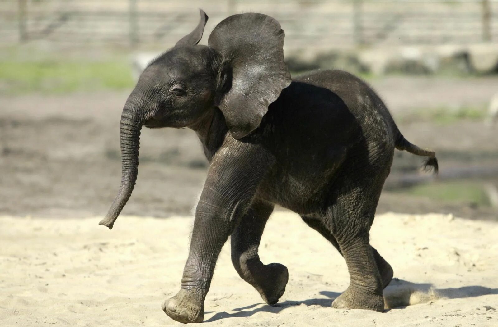 Русский слоник. Слоненок. Смешные слоны. Маленький Слоненок. Красивый Слоник.