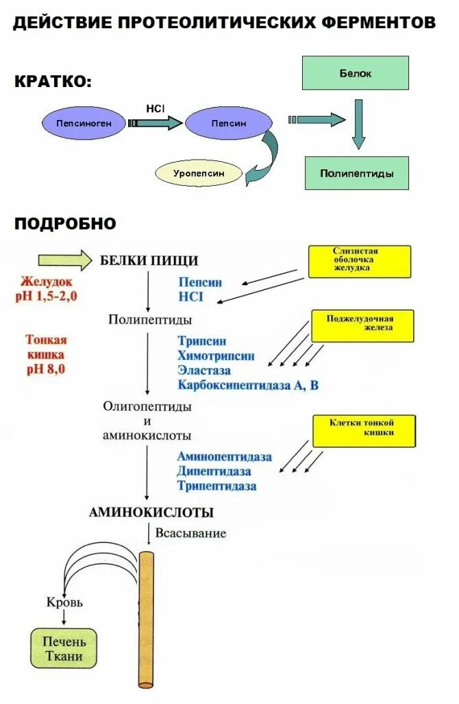 Где переваривание белков. Схема активации протеолитических ферментов ЖКТ. Процесс активации протеолитических ферментов в ЖКТ. Механизмы активации протеолитических ферментов желудка. Схема и механизм активации протеолитических ферментов..