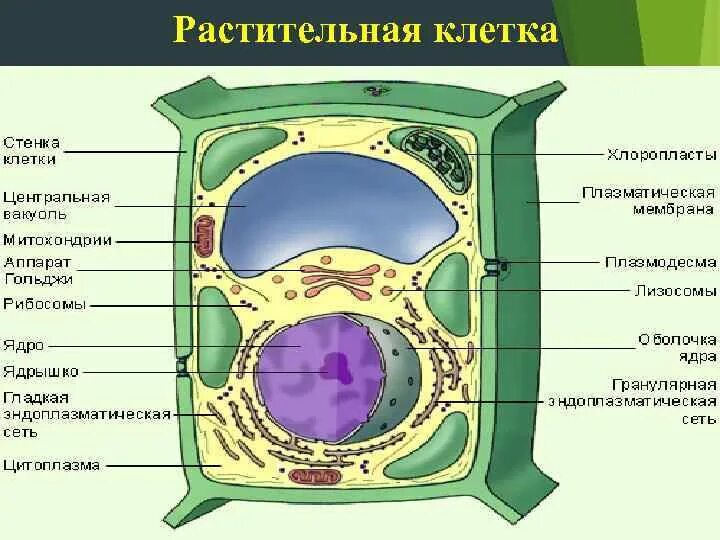 Из чего состоит стенка клетки. Клетки без клеточных стенок. Прокариоты их клеточные стенки. Прокариоты не имеющие клеточной стенки. Металлические стенки для клетки.