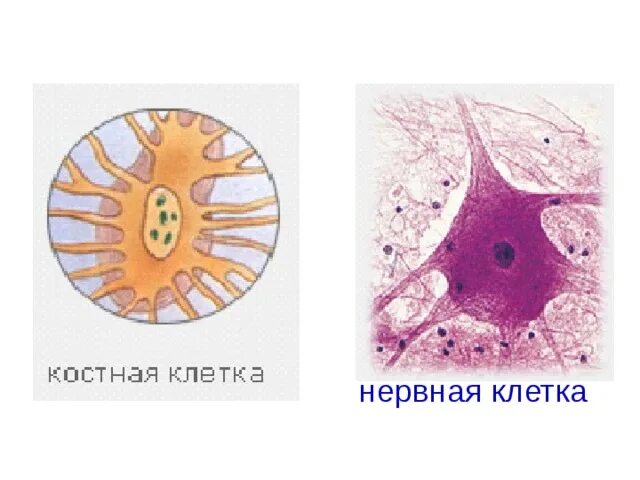 Как выглядит клетка костной ткани Костная клетка человека