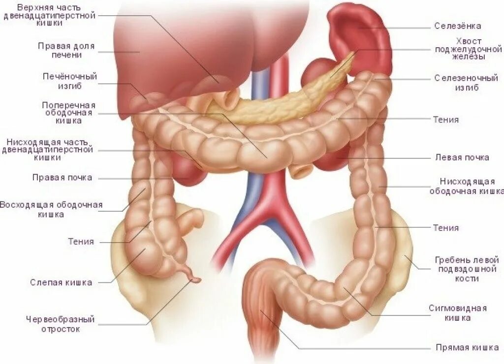 В кишечнике человек может. Здоровый толстый кишечник. В кишечнике человек может. Строение толстого отдела кишечника. В кишечнике человек может.