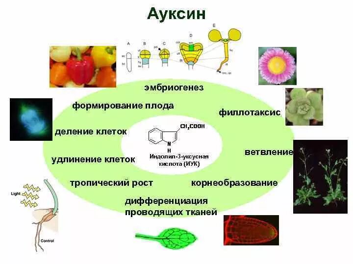 Фитогормон ауксин. Гормоны роста растений ауксины Гиббереллины цитокинины. Ауксин Гиббереллин цитокинин. Гормон ауксин у растений. Влияние фитогормонов на рост