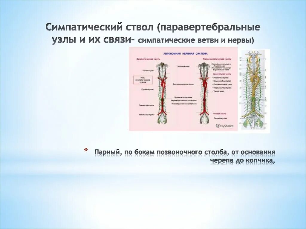 Работа симпатического нерва. Паравертебральный симпатический ствол. Автономный отдел нервной системы презентация 8 класс. Презентация автономный отдел нервной системы. Узлы шейного отдела симпатического ствола.