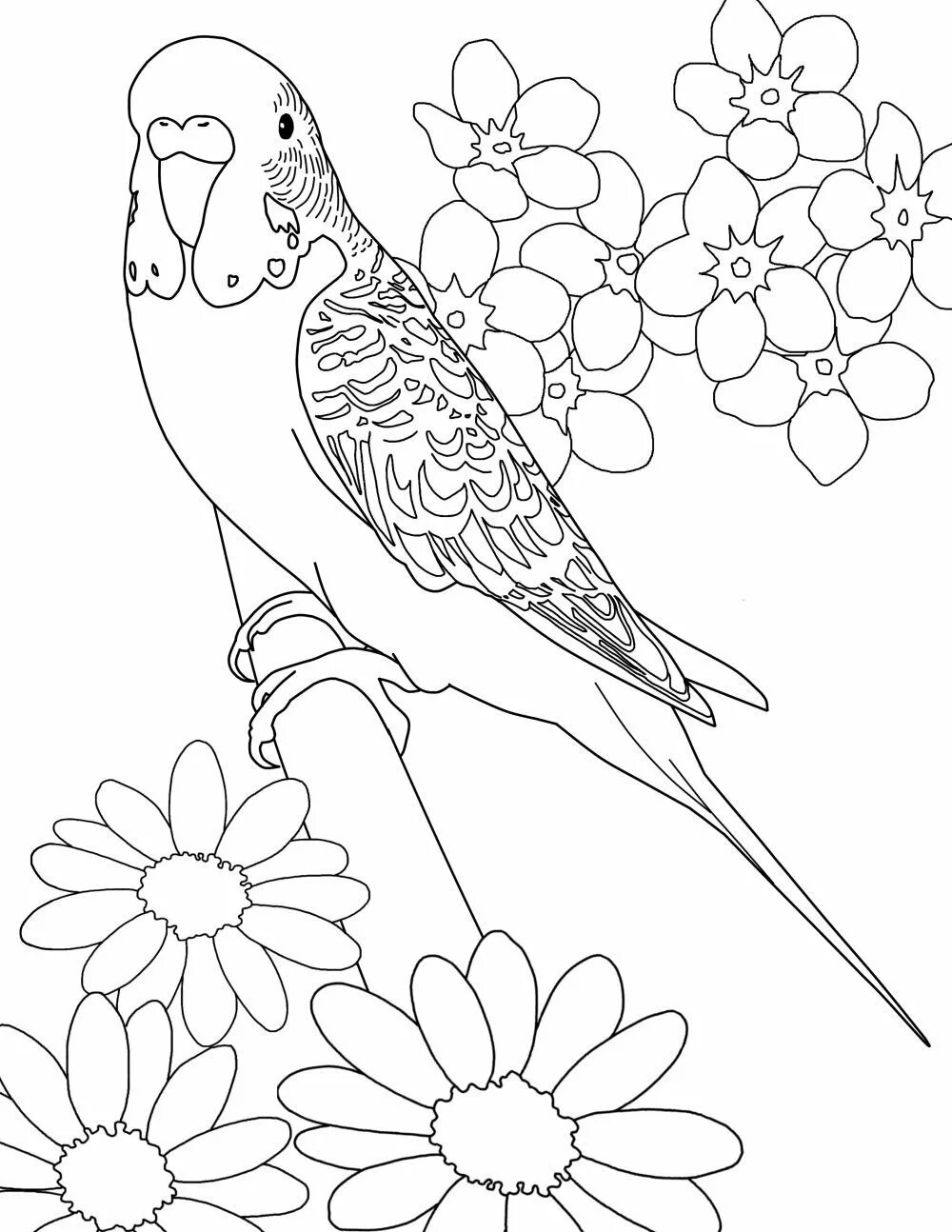 Раскраски попугай