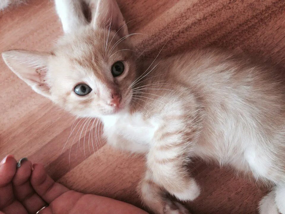 рыжие котята в хорошие руки. котята даром киров. домашние котики. отдаю вислоухих котят. беспородные кошки фото.