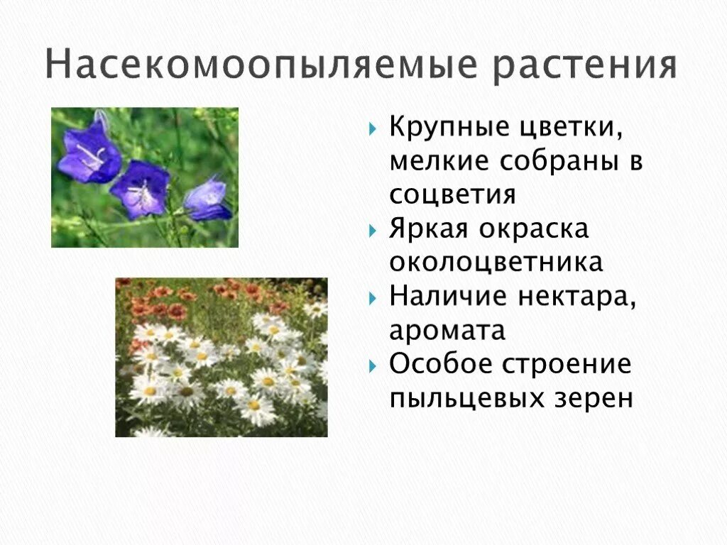 Какие приспособления существуют у ветроопыляемых цветковых растений. Цветки насекомоопыляемых и ветроопыляемых растений. Строение цветка насекомоопыляемых растений. Строение цветков насекомоопыляемых растений. Характеристика насекомоопыляемых цветков.