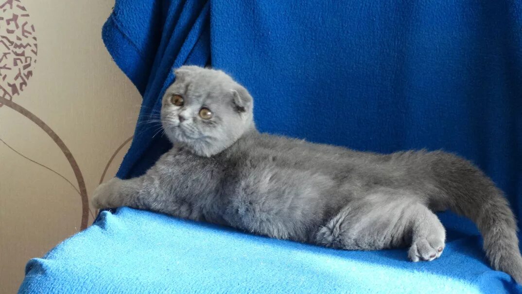 Шотландские котята 3 месяца. Шотландский вислоухий котенок 4 месяца. Скоттиш фолд голубой Арлекин. Шотландская вислоухая кошка 4 месяца.