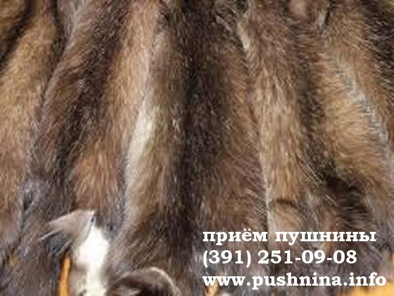 выделка шкур соболя. скупка пушнины куница. восточная сибирь пушнина промысел. прием пушнины. госзакупка пушнины.