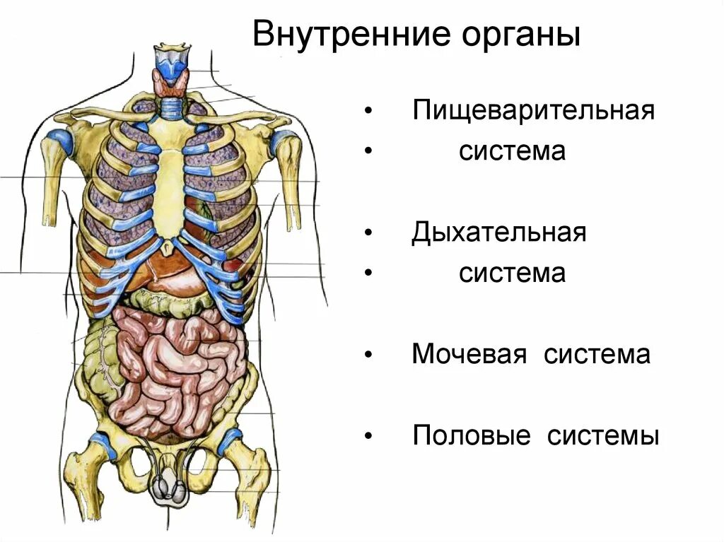 Строение органов человека спереди. Строение человека внутренние органы мужчины спереди. Строение внутренних органов сбоку. Брюшная и грудная полость тела