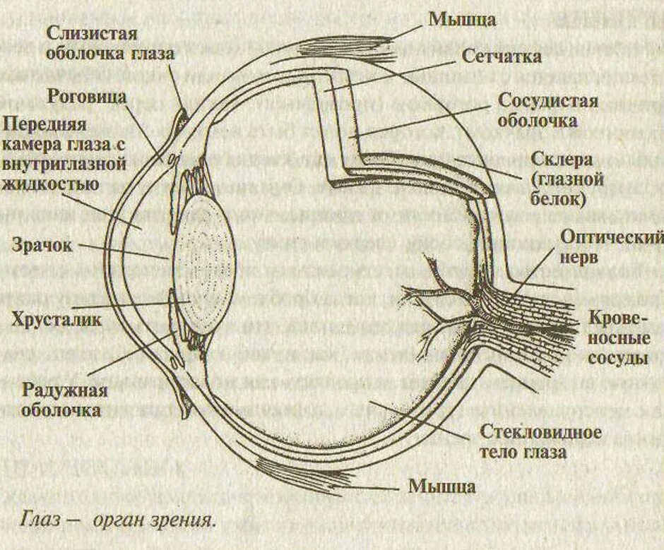Подобранные оболочки. Строение глаза человека схема. Схема строения оболочек глазного яблока. Строение глазного яблока анатомия. Схематическое изображение глазного яблока человека.