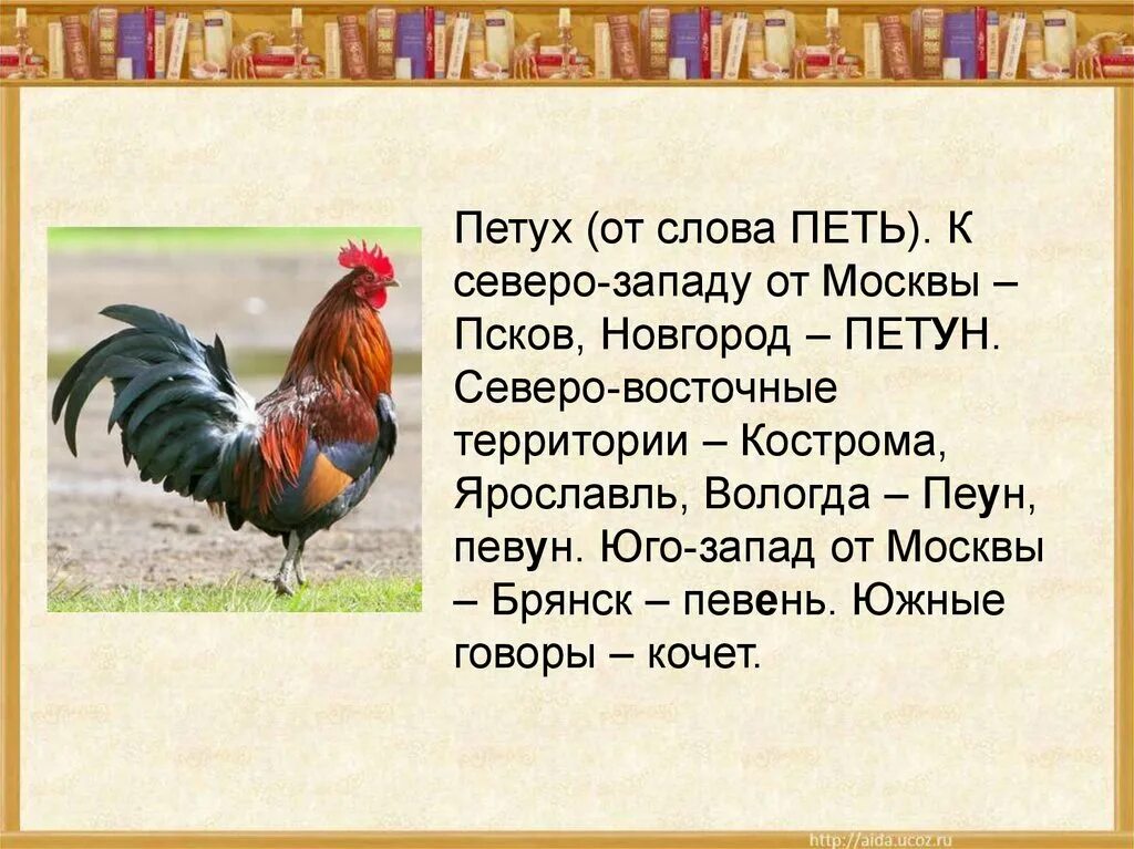 Как называют петухов клички. Кочет петух. Слово петуха. Петух Кочет певень. Предложение со словами петух.