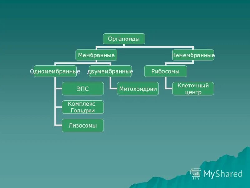 Какие немембранные органоиды могут связываться с эпс