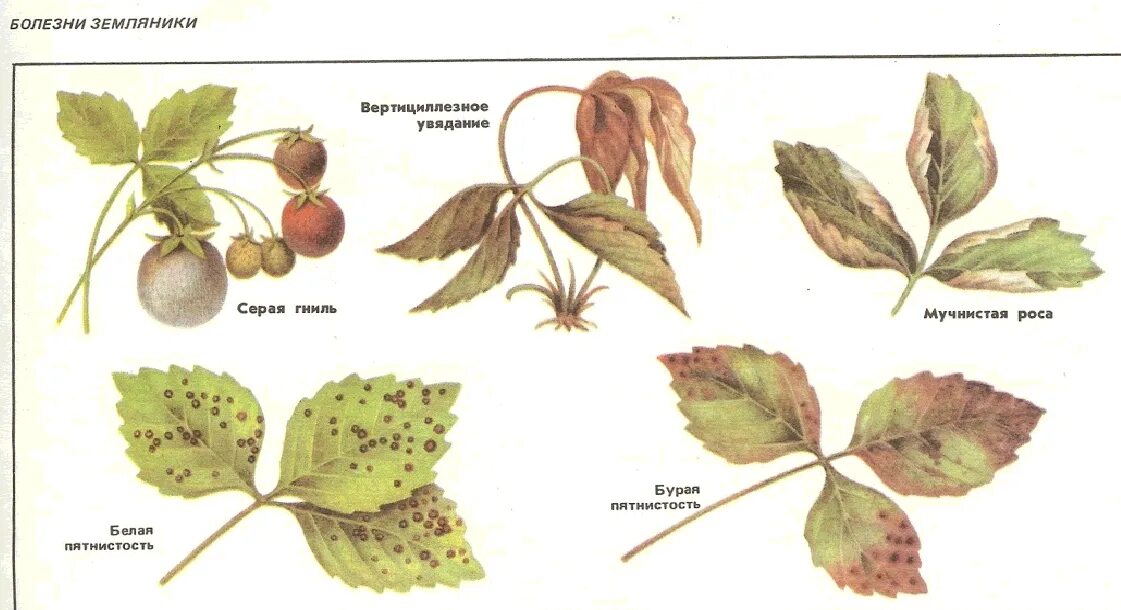 Вредители клубники описание с фотографиями. Вертициллез садовой земляники. Бурая пятнистость садовой клубники. Угловатая пятнистость клубники. Бурая пятнистость земляники.