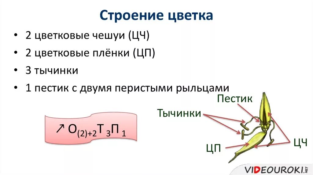 Какую формулу цветка имеют злаки. Строение цветка злаковых формула. Формула цветка семейства злаки. Злаковые форма цветка формула. Семейство злаки строение цветка формула.