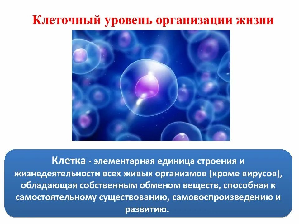 Презентации уровни организации. Клеточный уровень организации живой материи. Уровни организации материи клеточный. Уровни организации живой материи клеточный уровень. Клеточный уровень организации жизни.