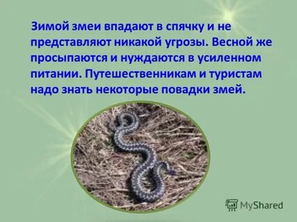 Когда ящерицы впадают в спячку