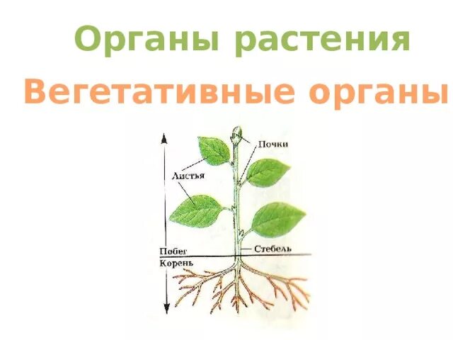 Вегетативные органы корень побег лист. Вегетативные органы растений 4 класс. Вегетативные органы растений 6 класс. Функции вегетативных органов растений. Назовите вегетативные органы